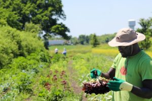 Meet the Gleaners, Combing Farm Fields to Feed the Newly Hungry: NYT