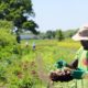 Meet the Gleaners, Combing Farm Fields to Feed the Newly Hungry: NYT