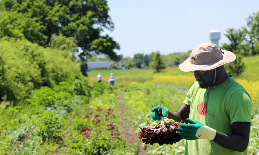 Meet the Gleaners, Combing Farm Fields to Feed the Newly Hungry: NYT